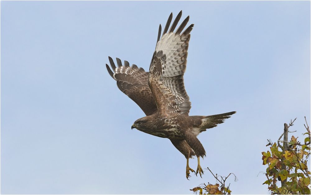 Mäusebussard