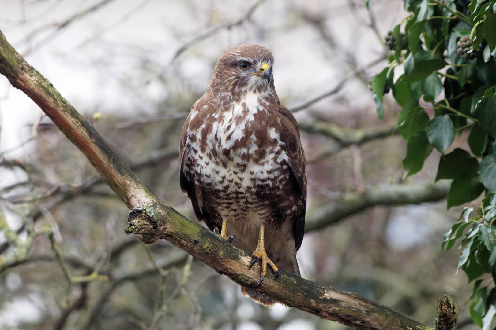 Mäusebussard 