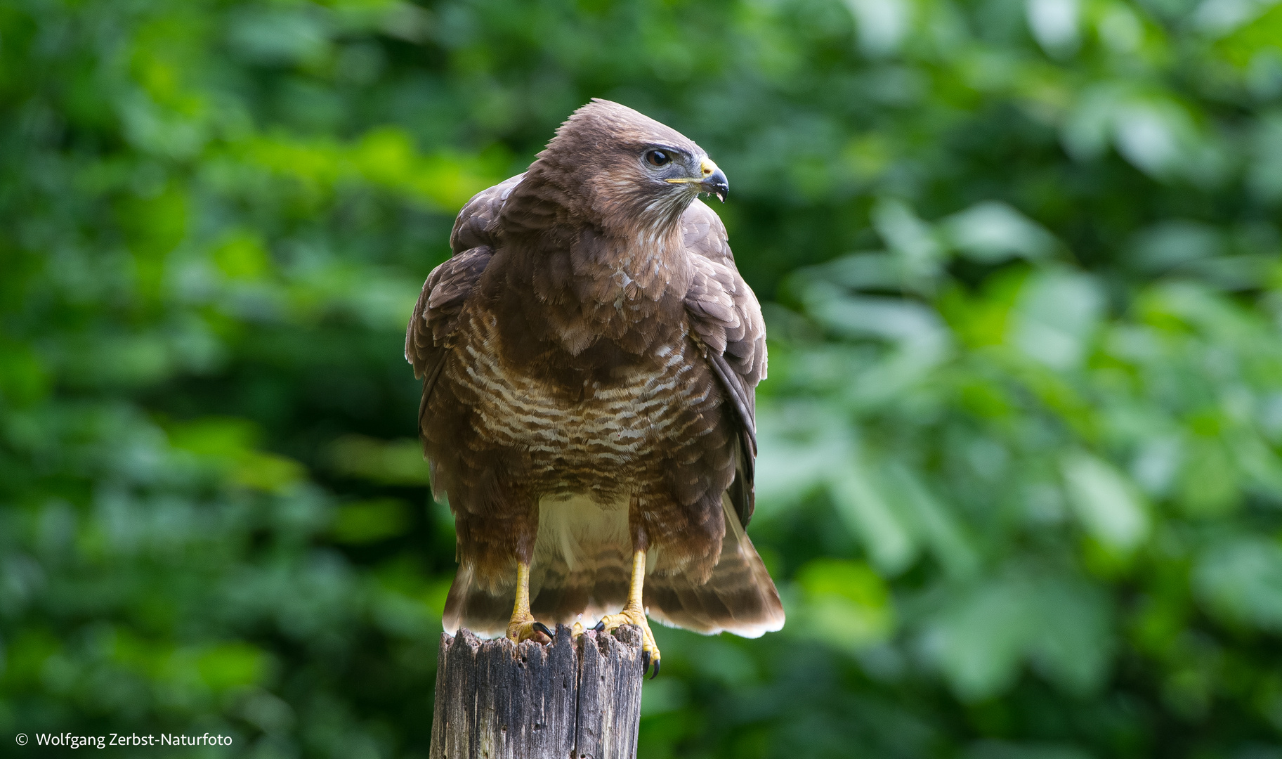 --- Mäusebussard ---