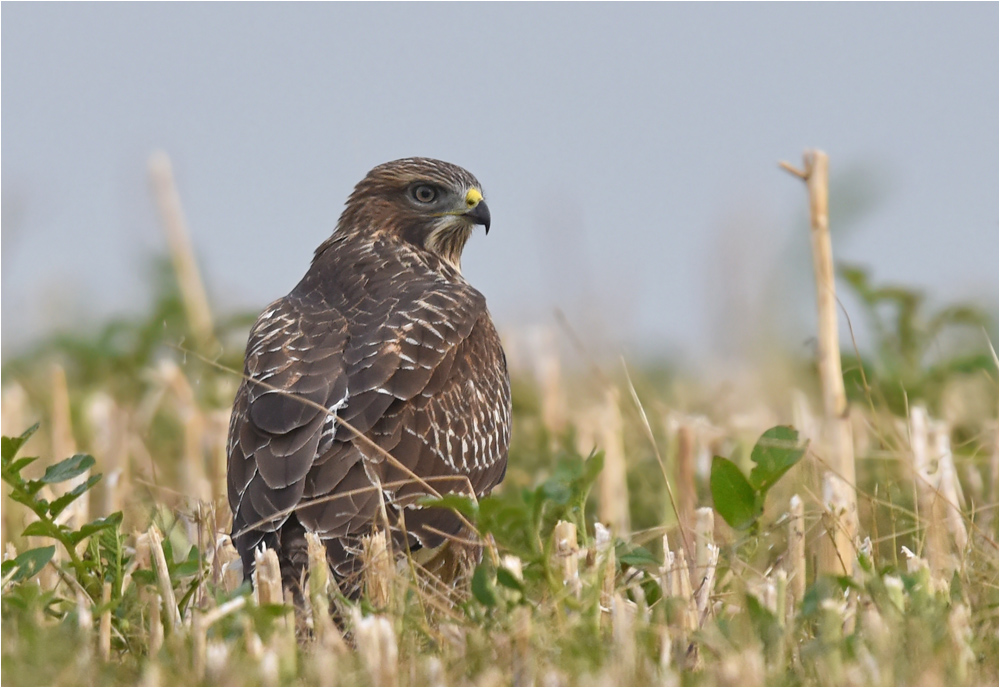 Mäusebussard