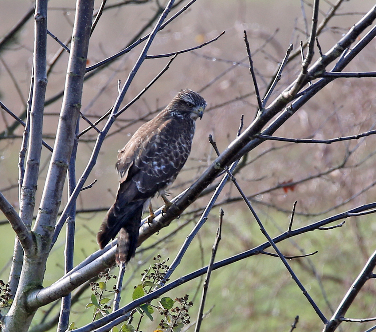 Mäusebussard