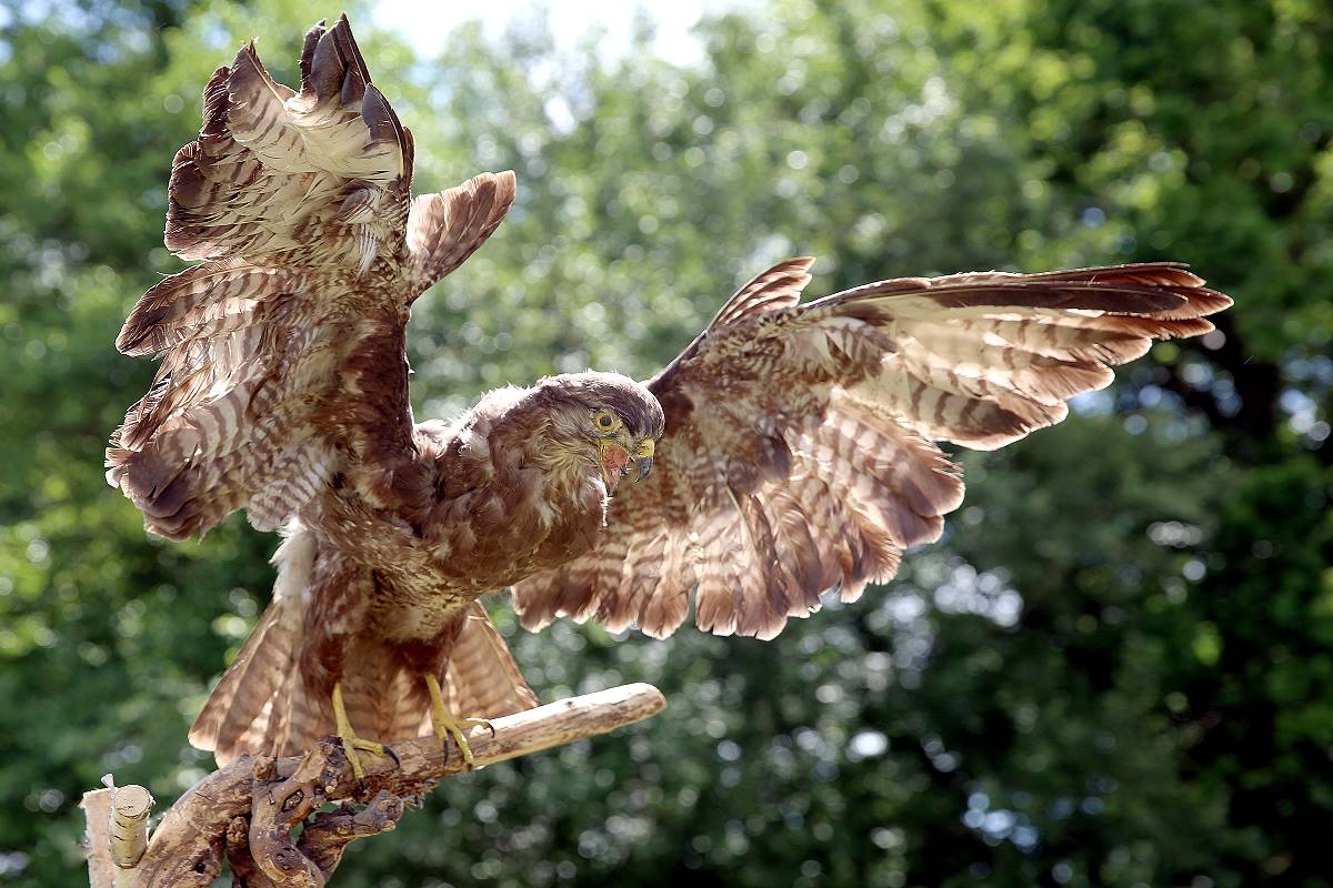 Mäusebussard