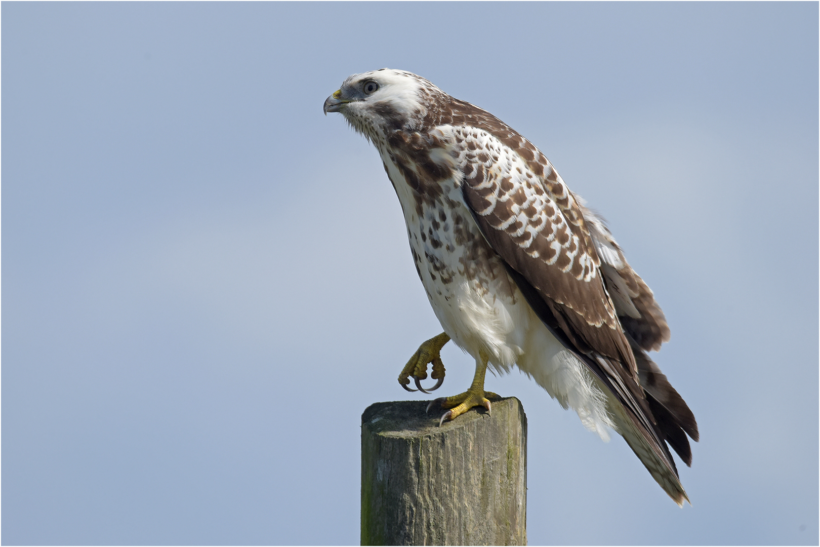 Mäusebussard