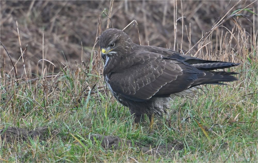 Mäusebussard