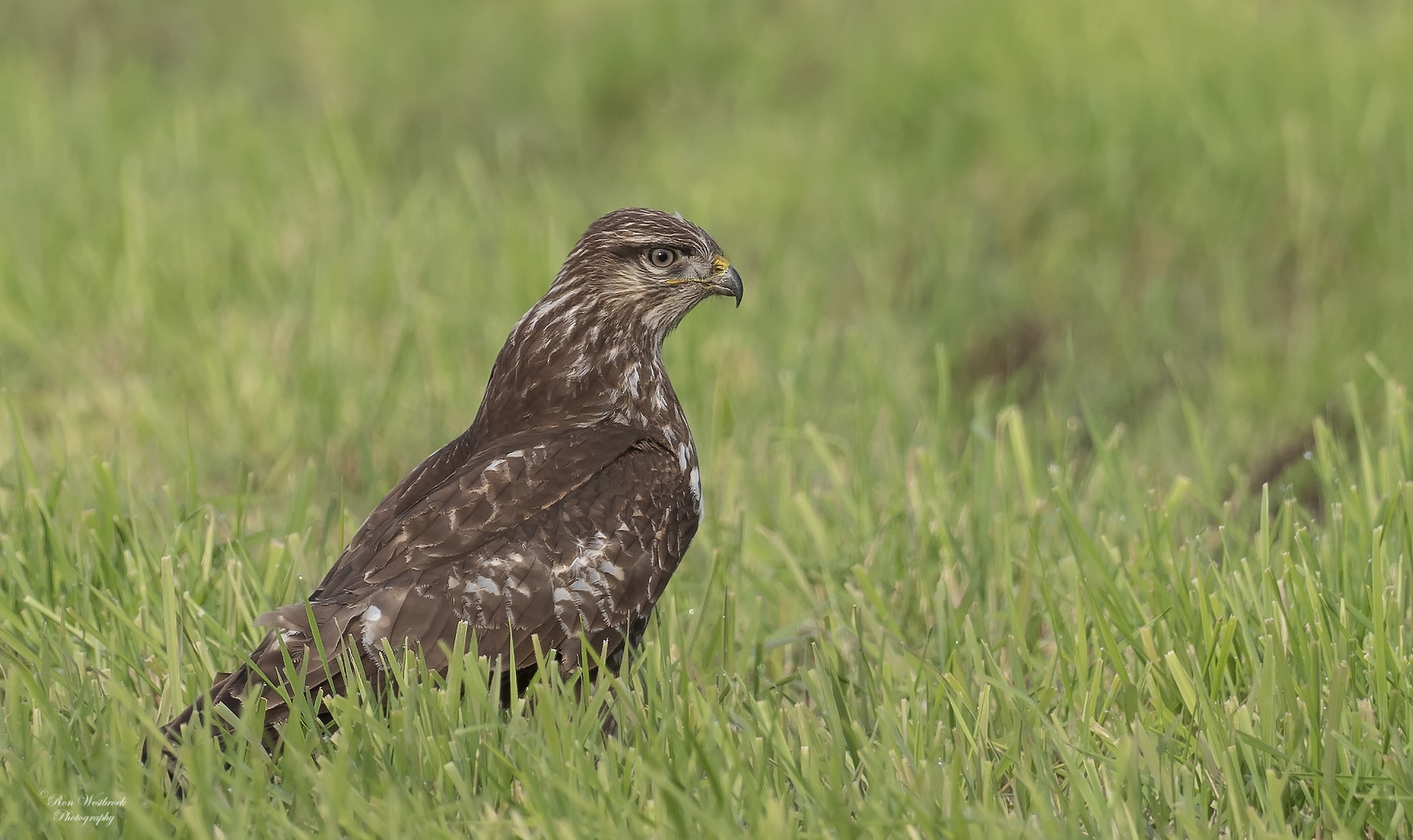 Mäusebussard