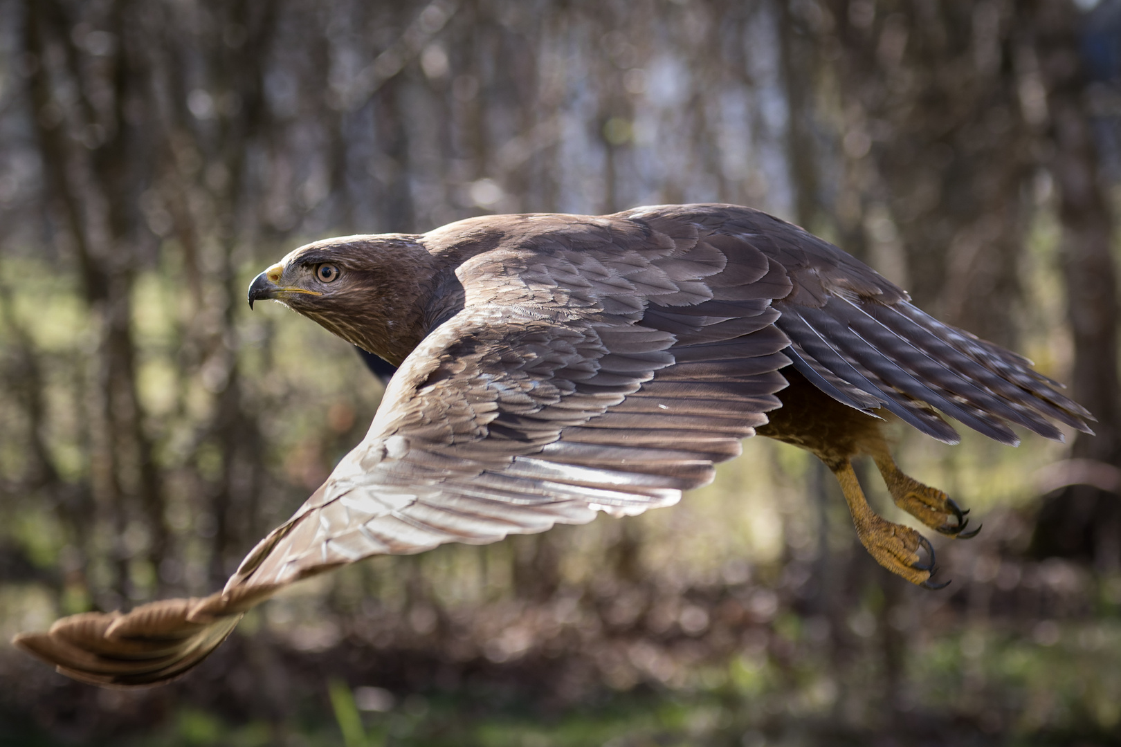 Mäusebussard