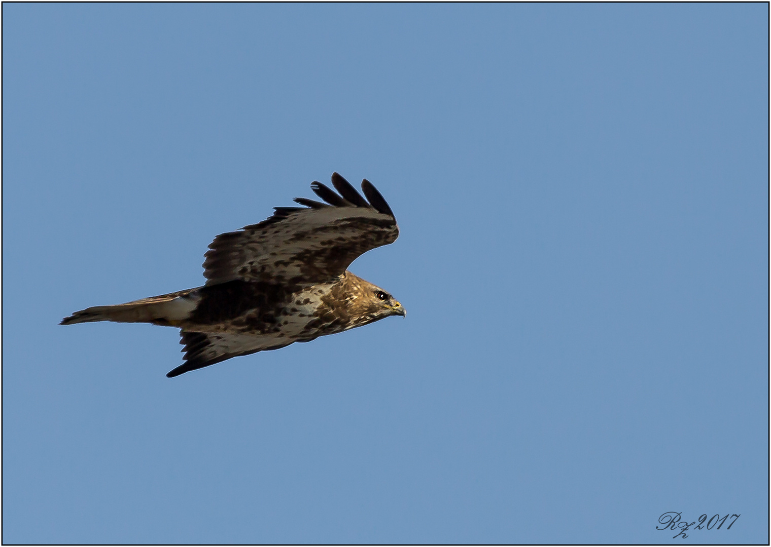 Mäusebussard