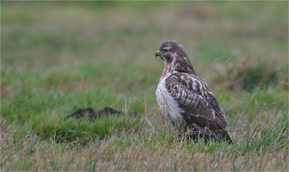 Mäusebussard