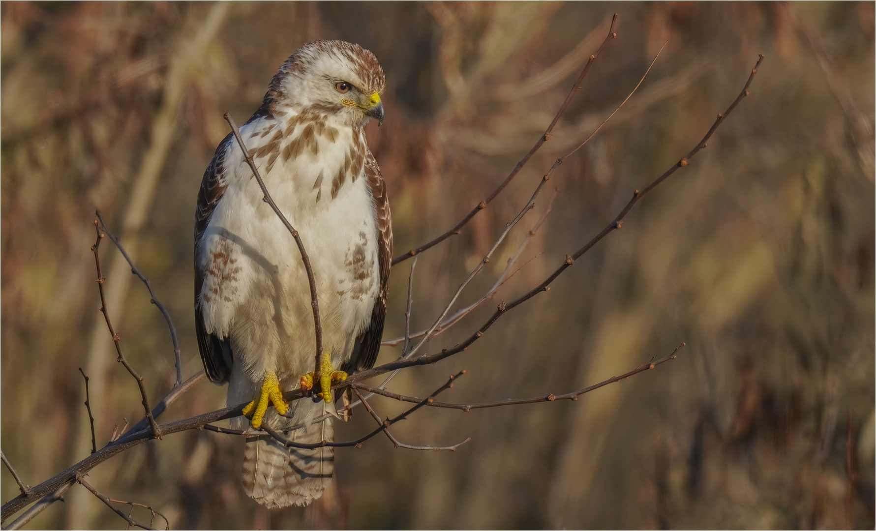 Mäusebussard