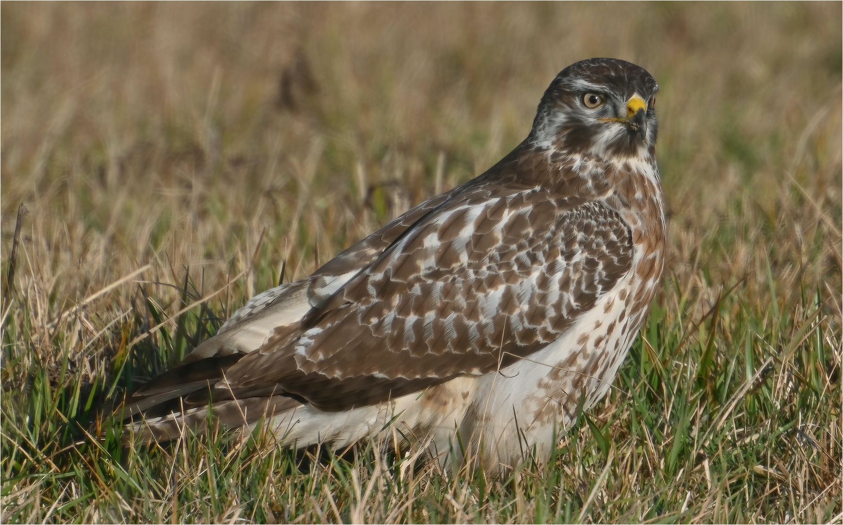 Mäusebussard