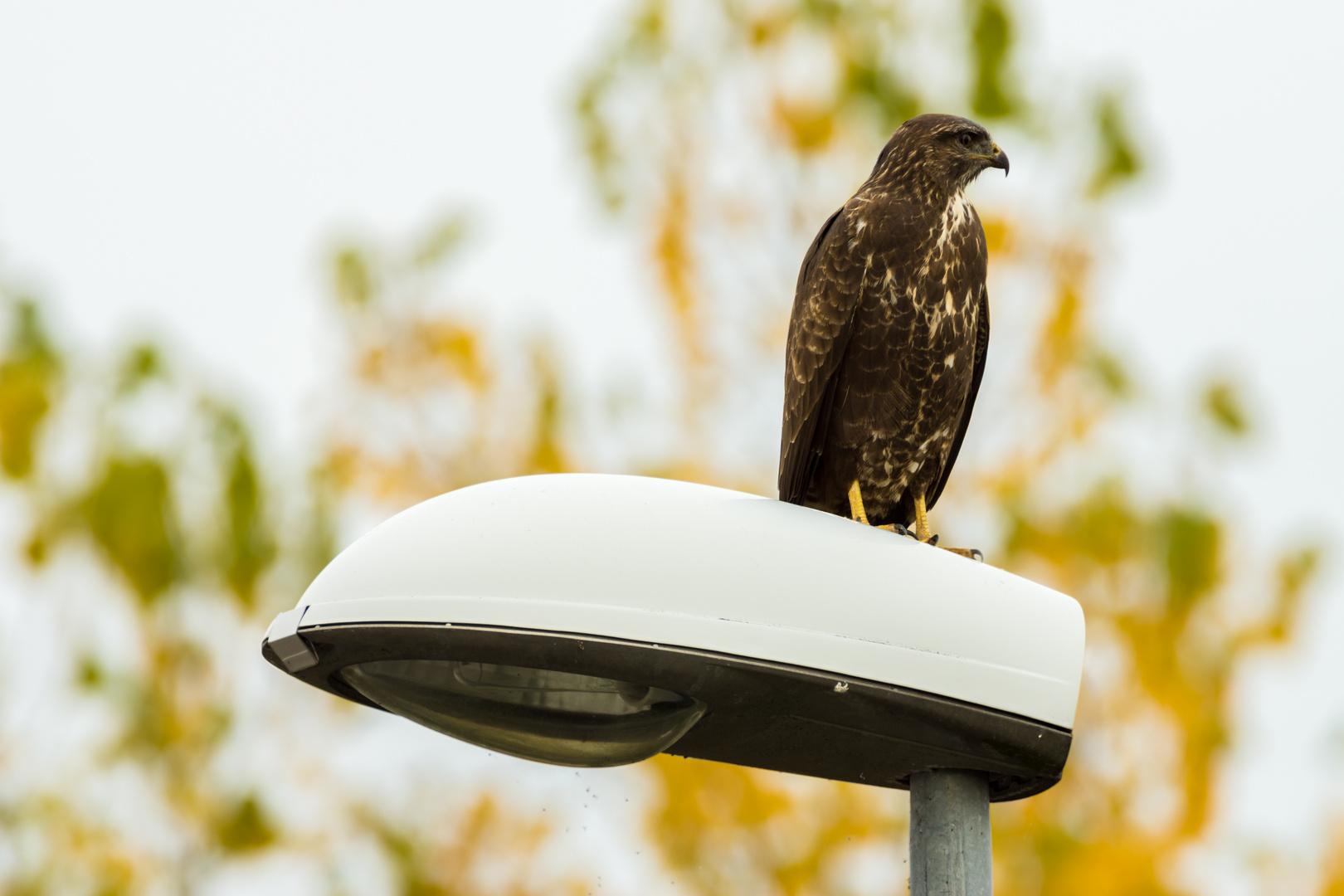 Mäusebussard