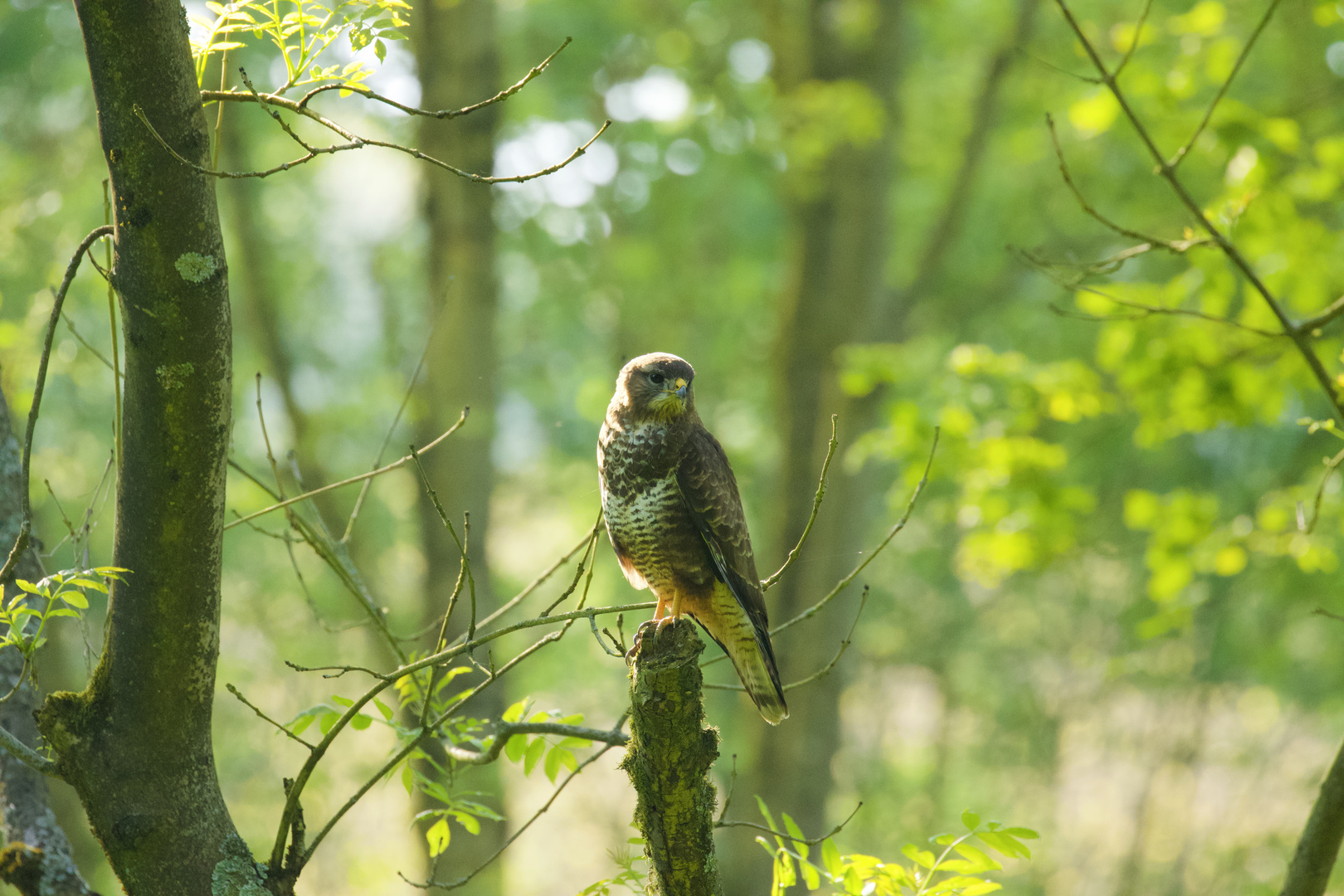 Mäusebussard