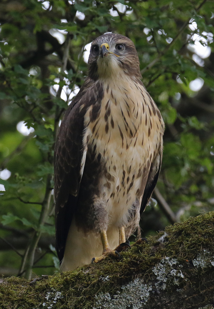 Mäusebussard 