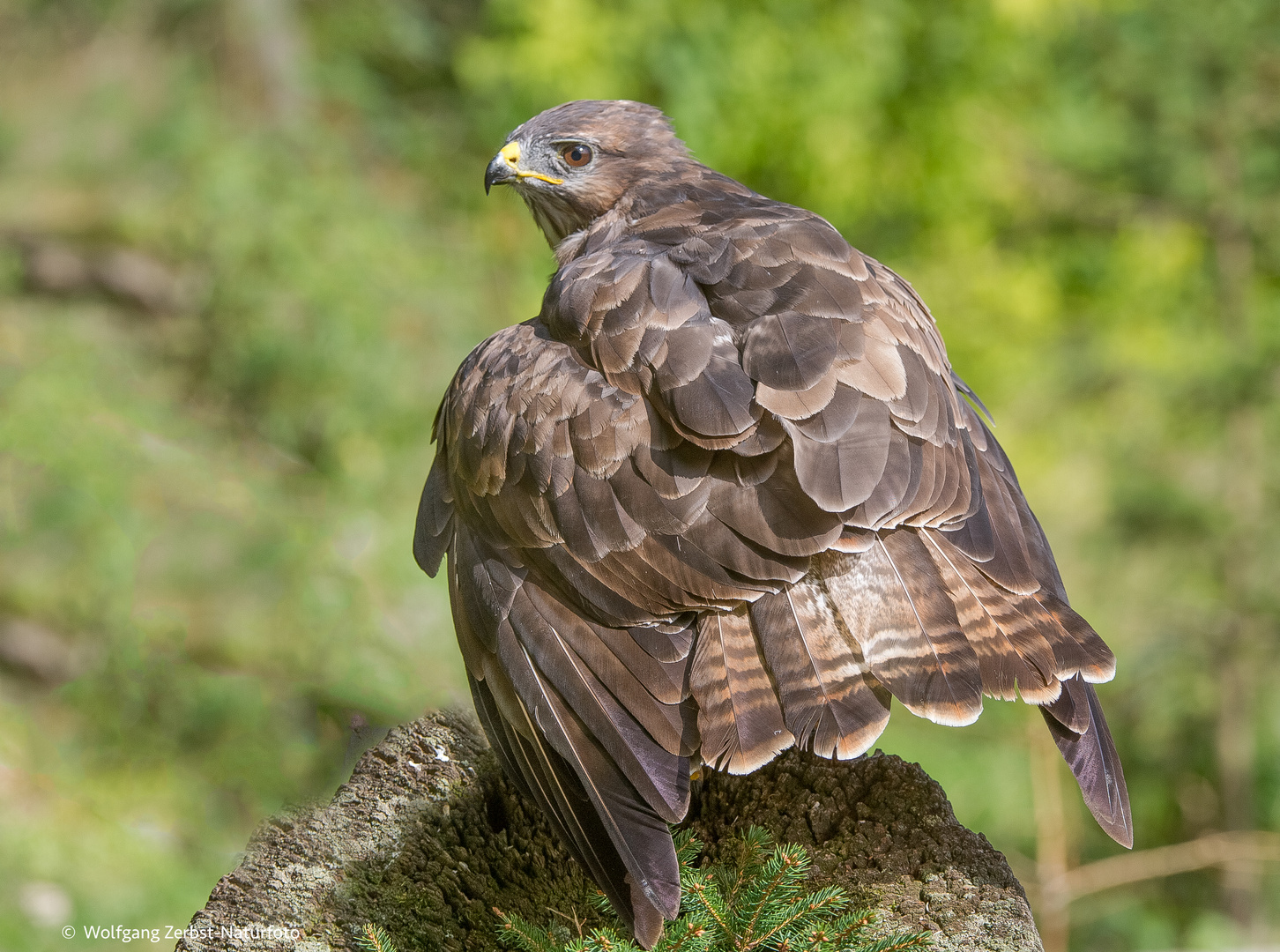 --- Mäusebussard  ---