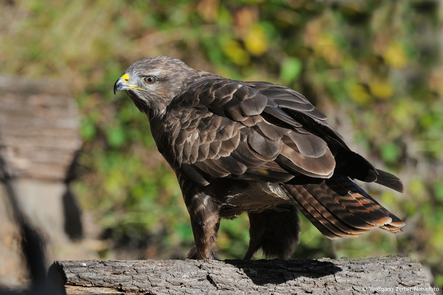 --- Mäusebussard 7 ---    ( Buteo buteo )