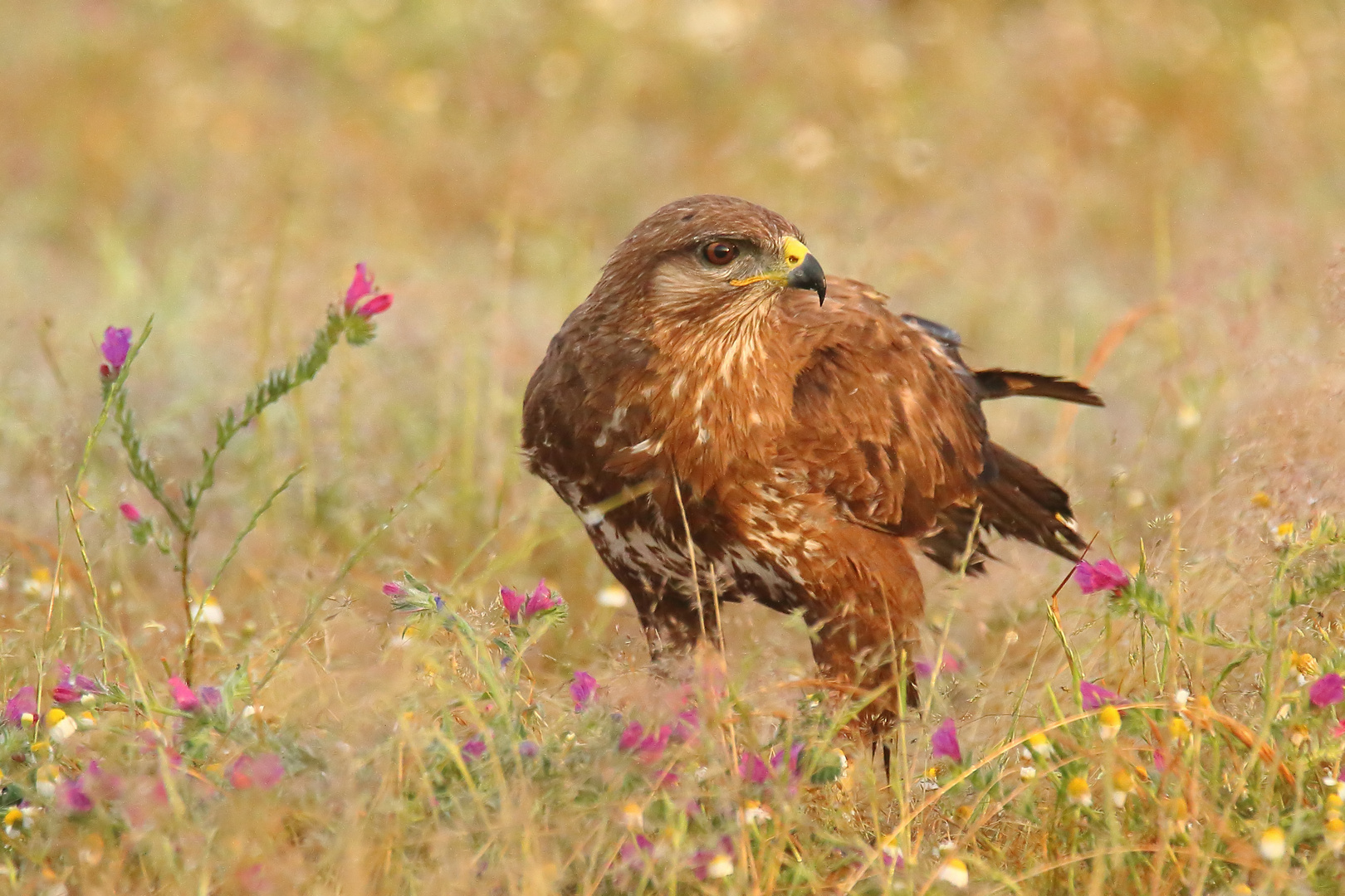 Mäusebussard