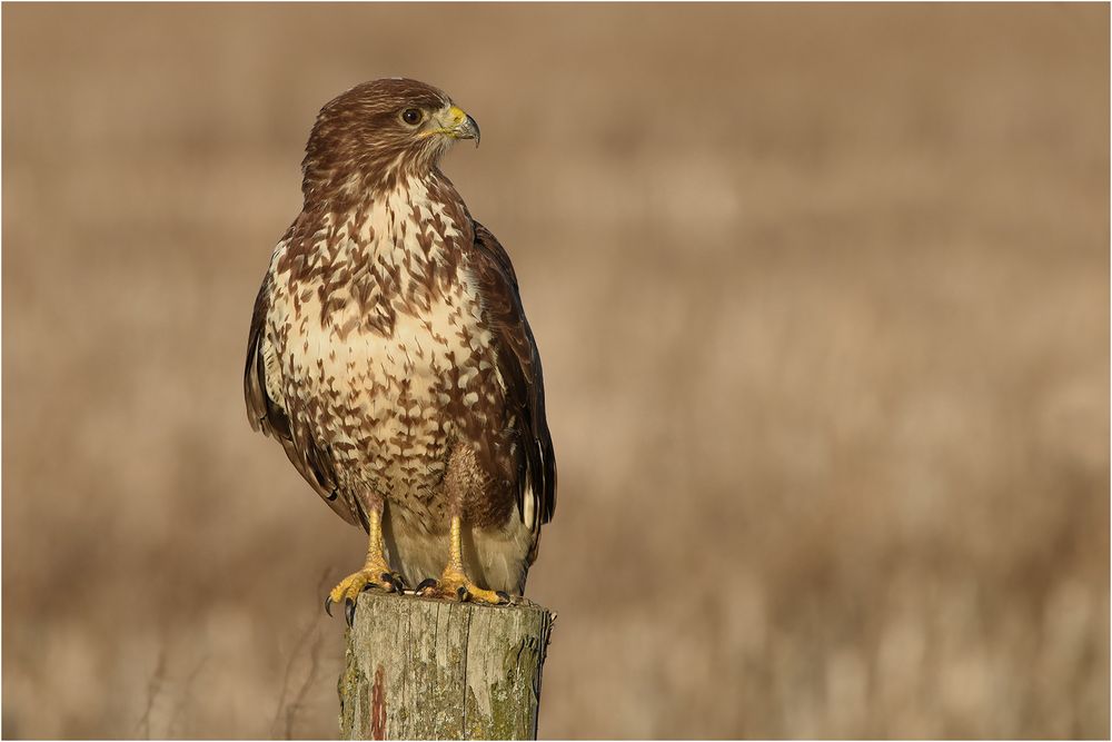 Mäusebussard