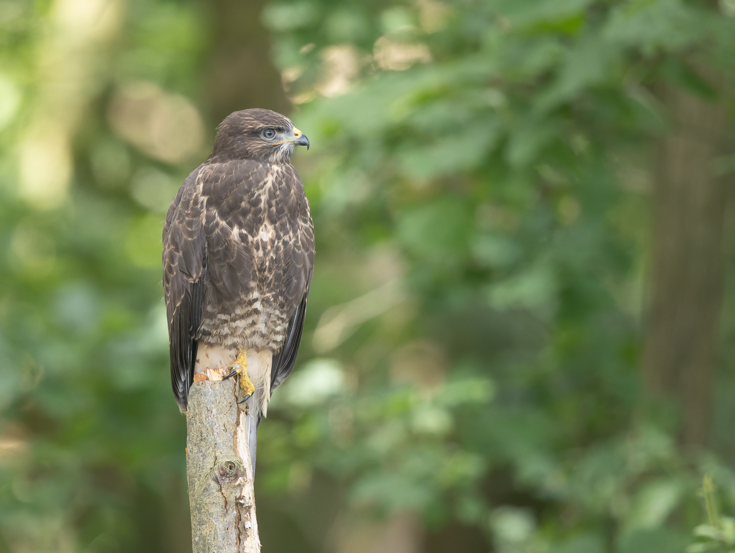 Mäusebussard