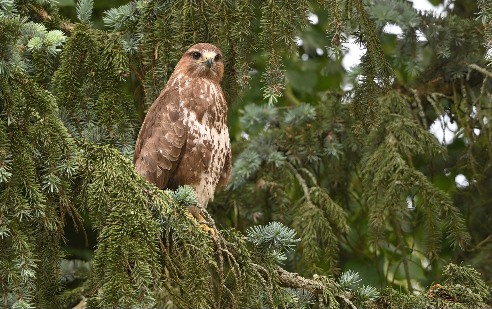 Mäusebussard