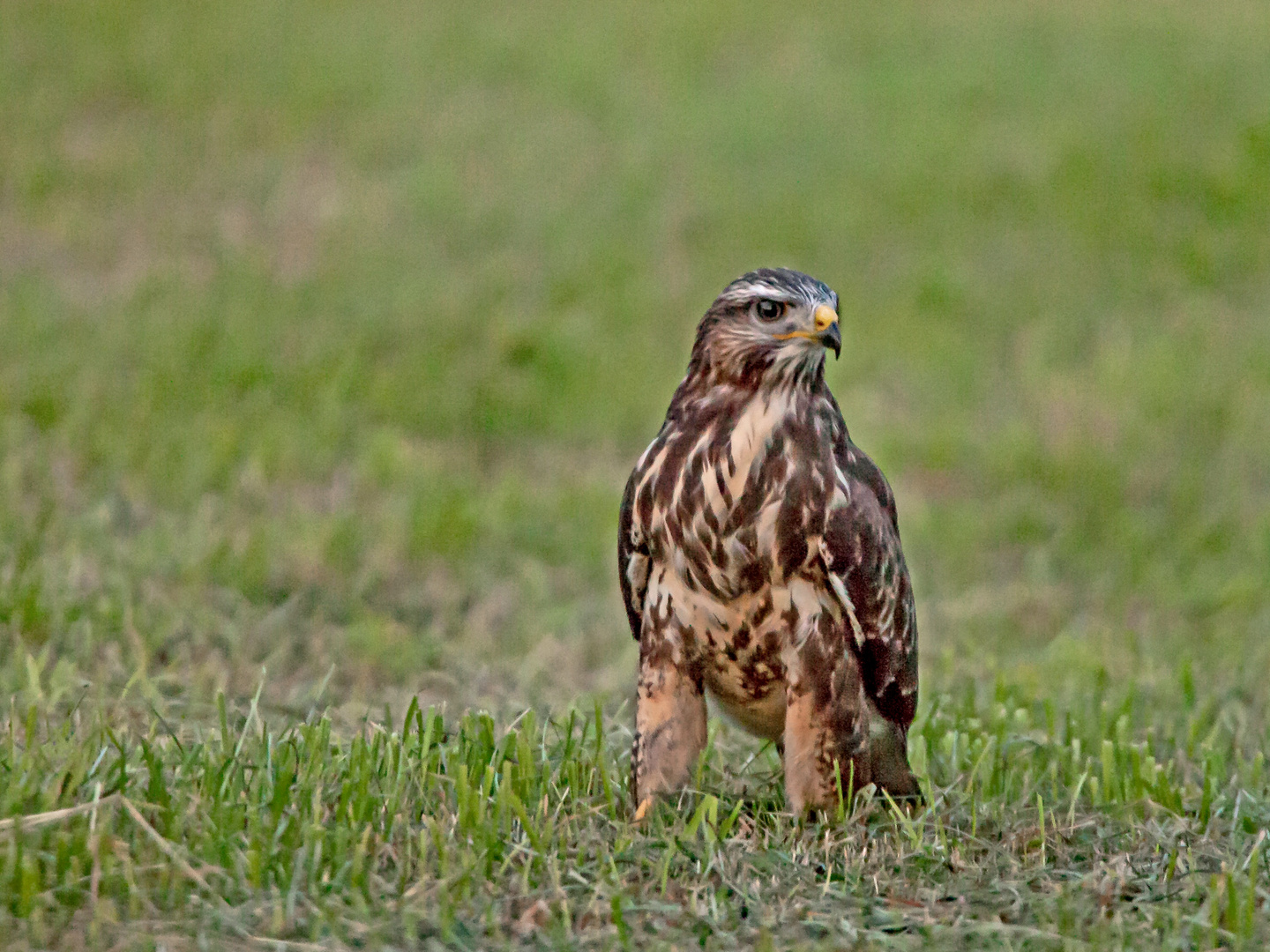 Mäusebussard