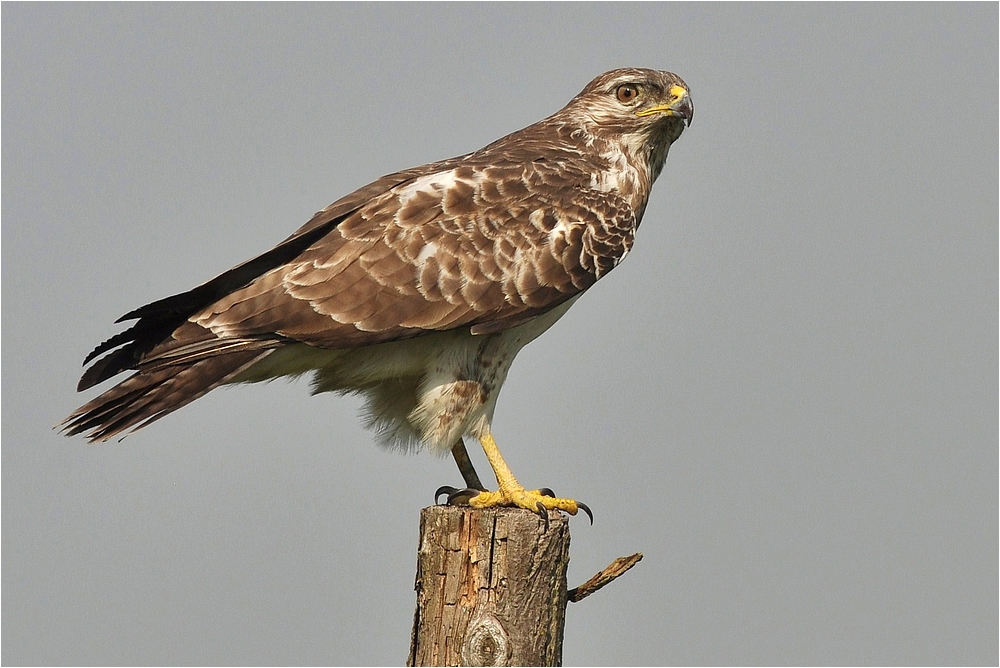 Mäusebussard