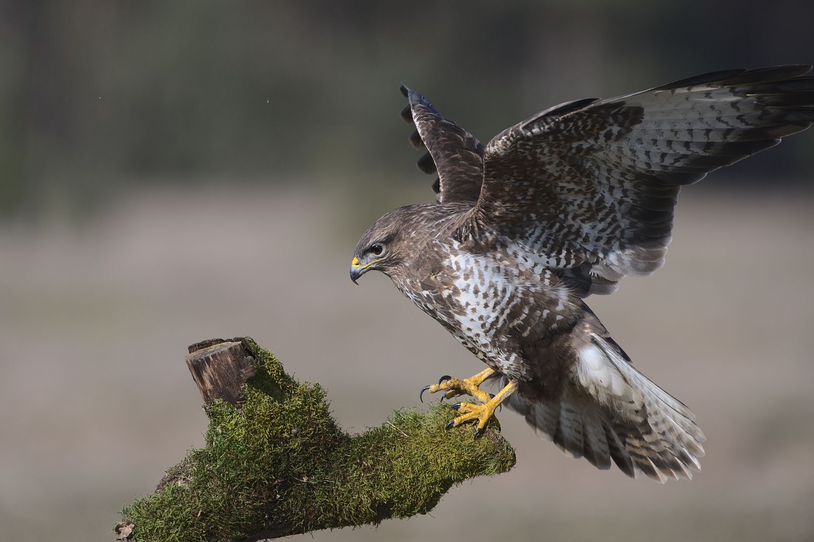 Mäusebussard