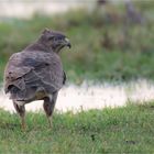 Mäusebussard