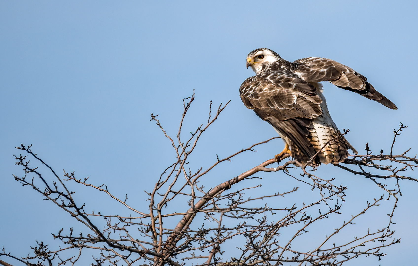 "MÄUSEBUSSARD"