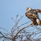 "MÄUSEBUSSARD"