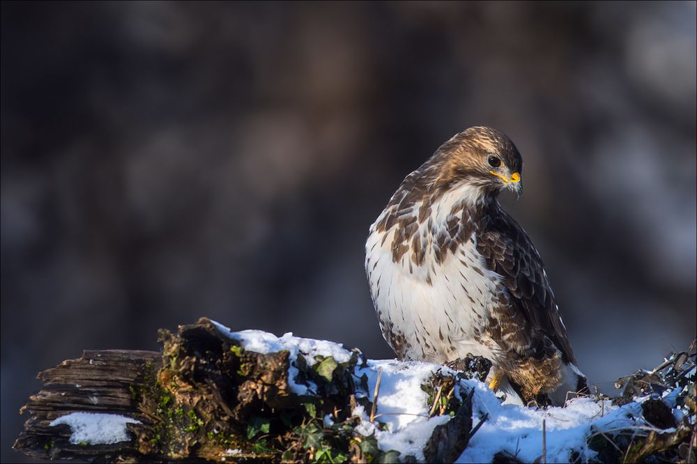 Mäusebussard