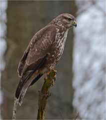 Mäusebussard