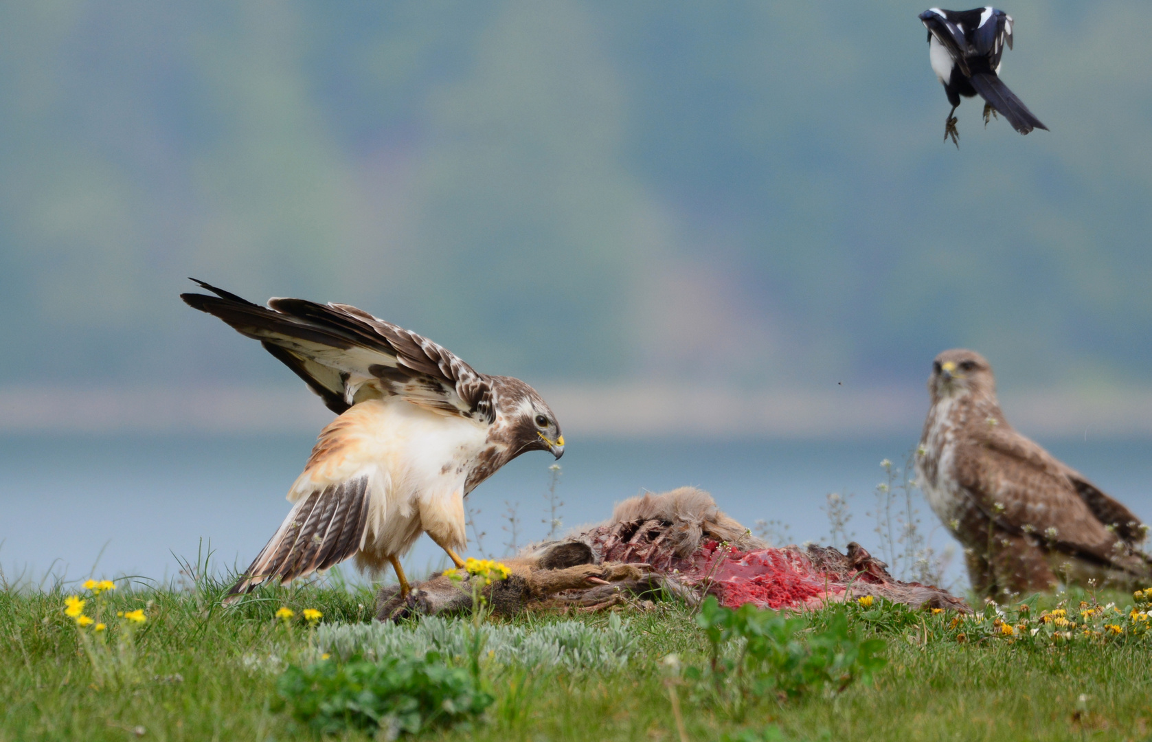 Mäusebussard