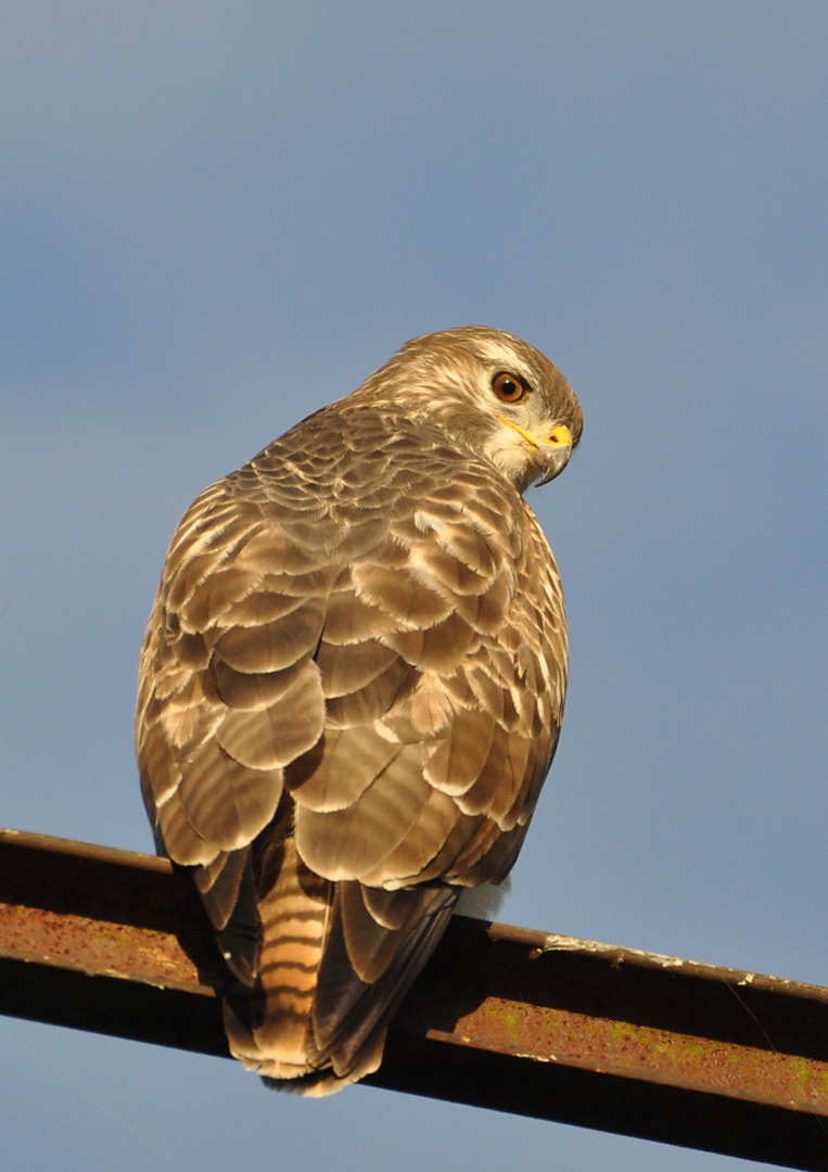 Mäusebussard