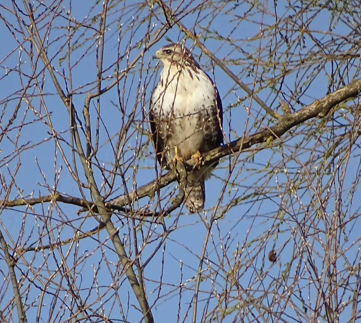 Mäusebussard