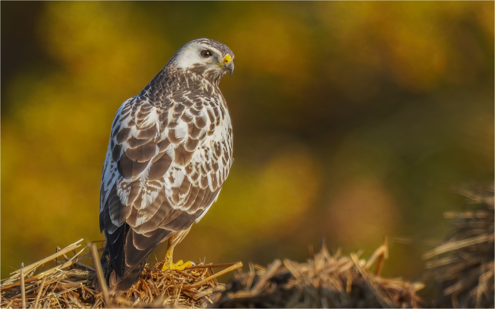 Mäusebussard