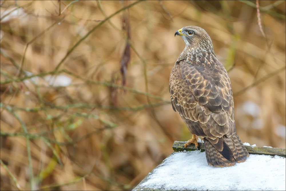 Mäusebussard 