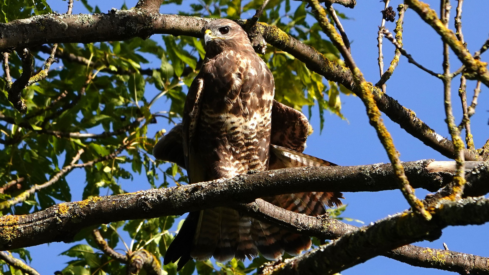 Mäusebussard