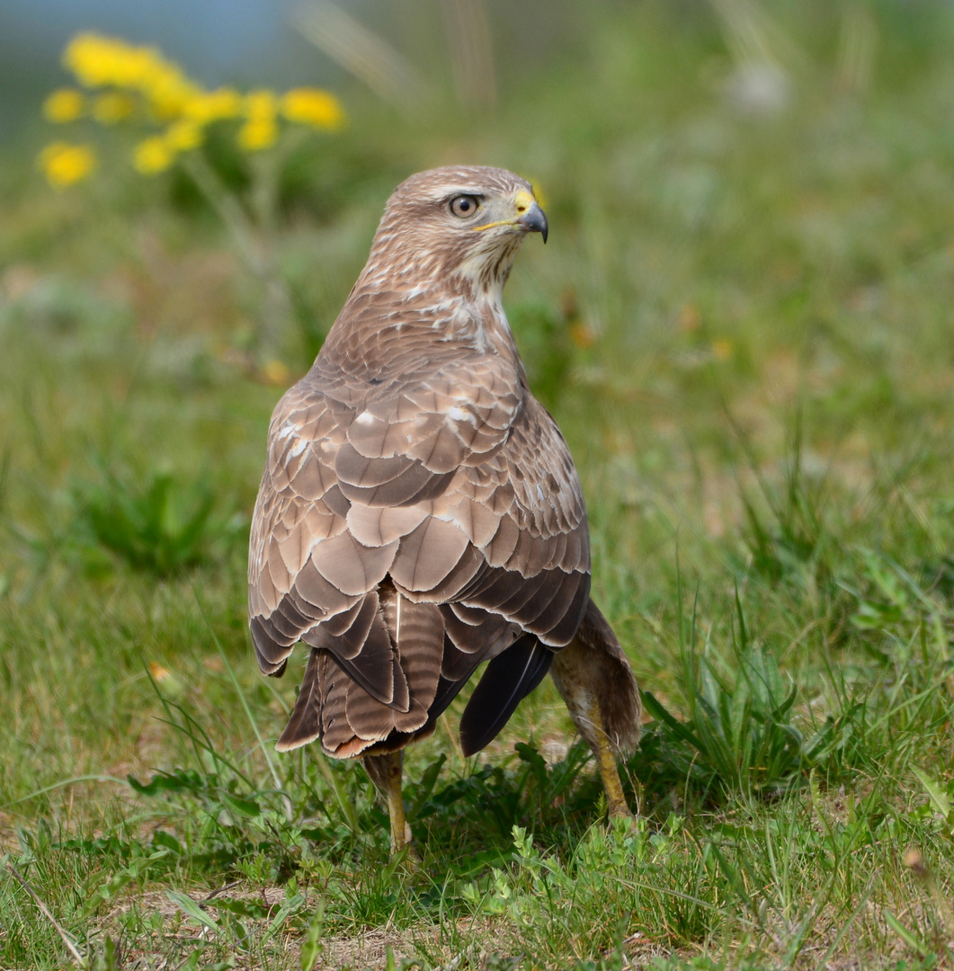 Mäusebussard