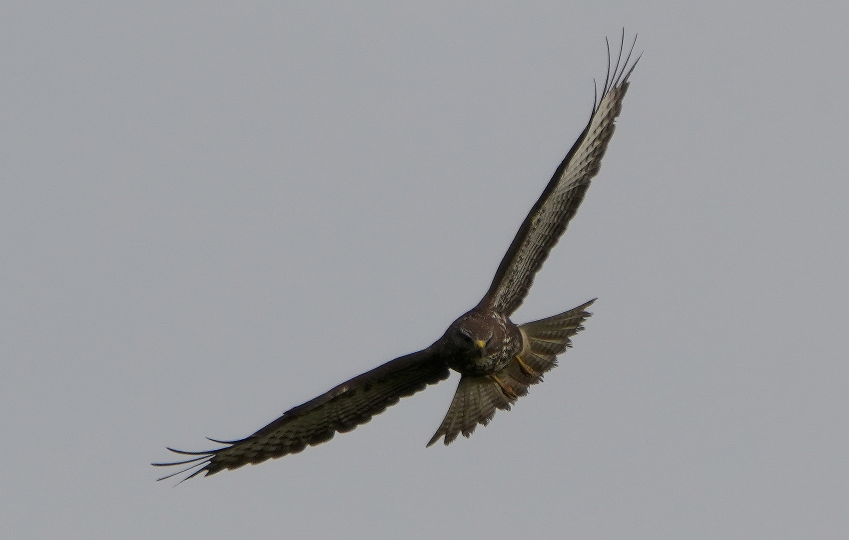 Mäusebussard.