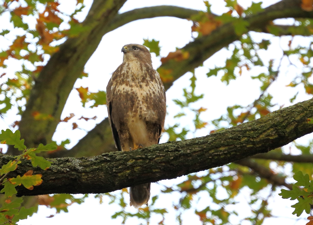 Mäusebussard