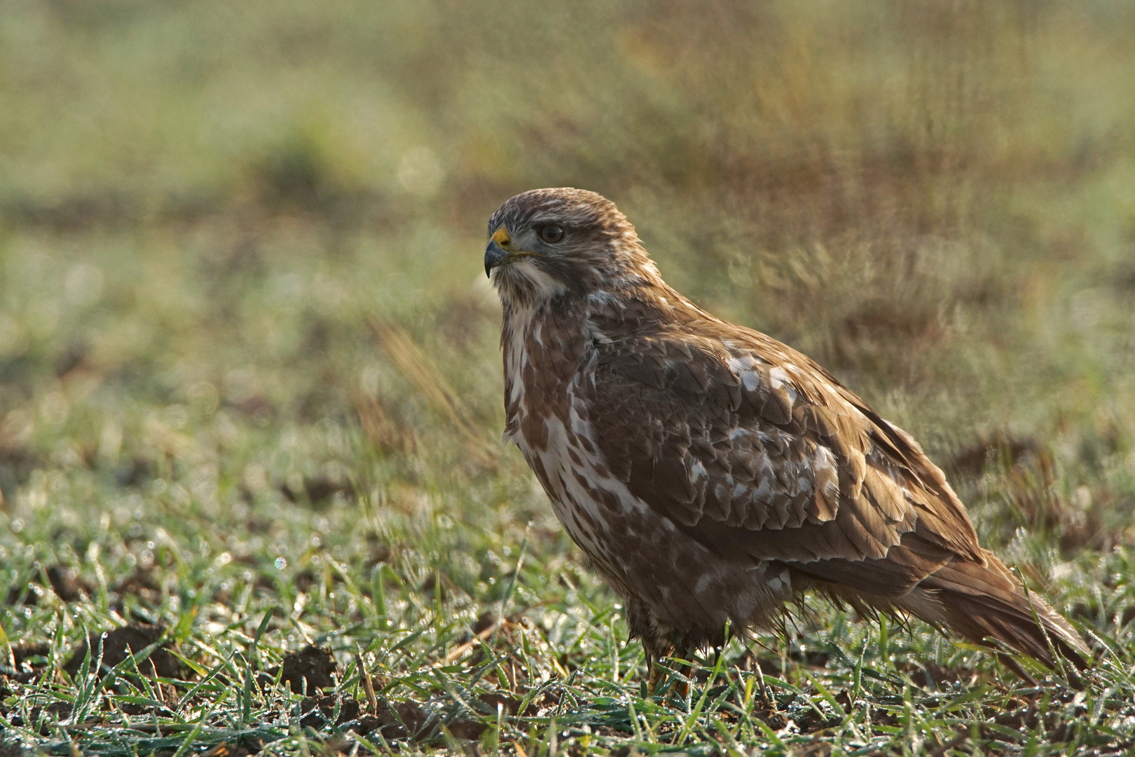 Mäusebussard