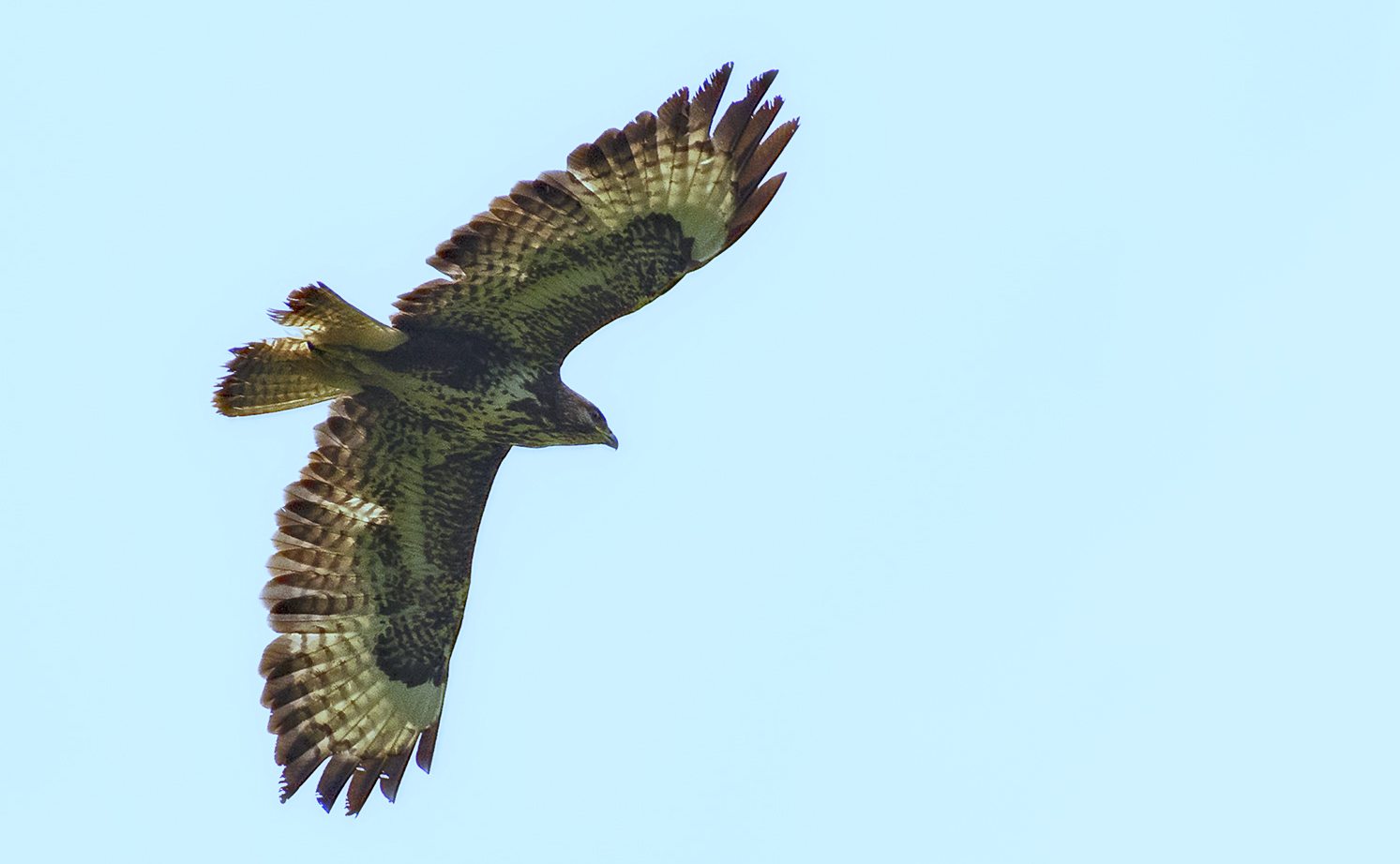 Mäusebussard