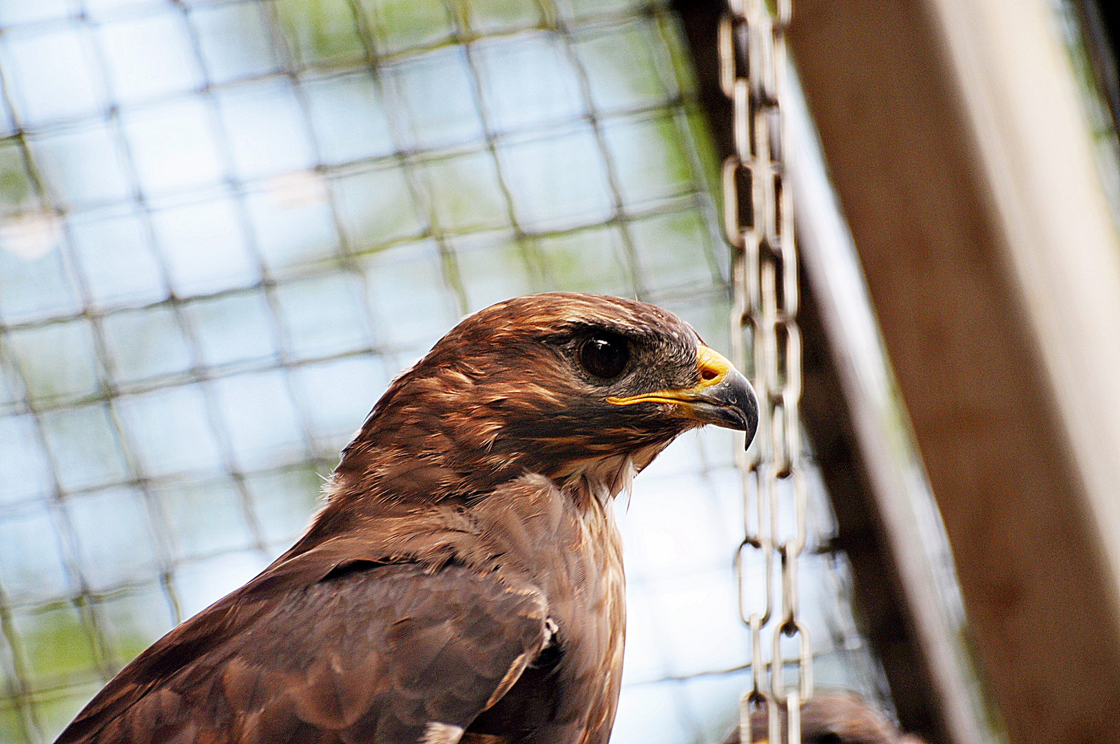 Mäusebussard