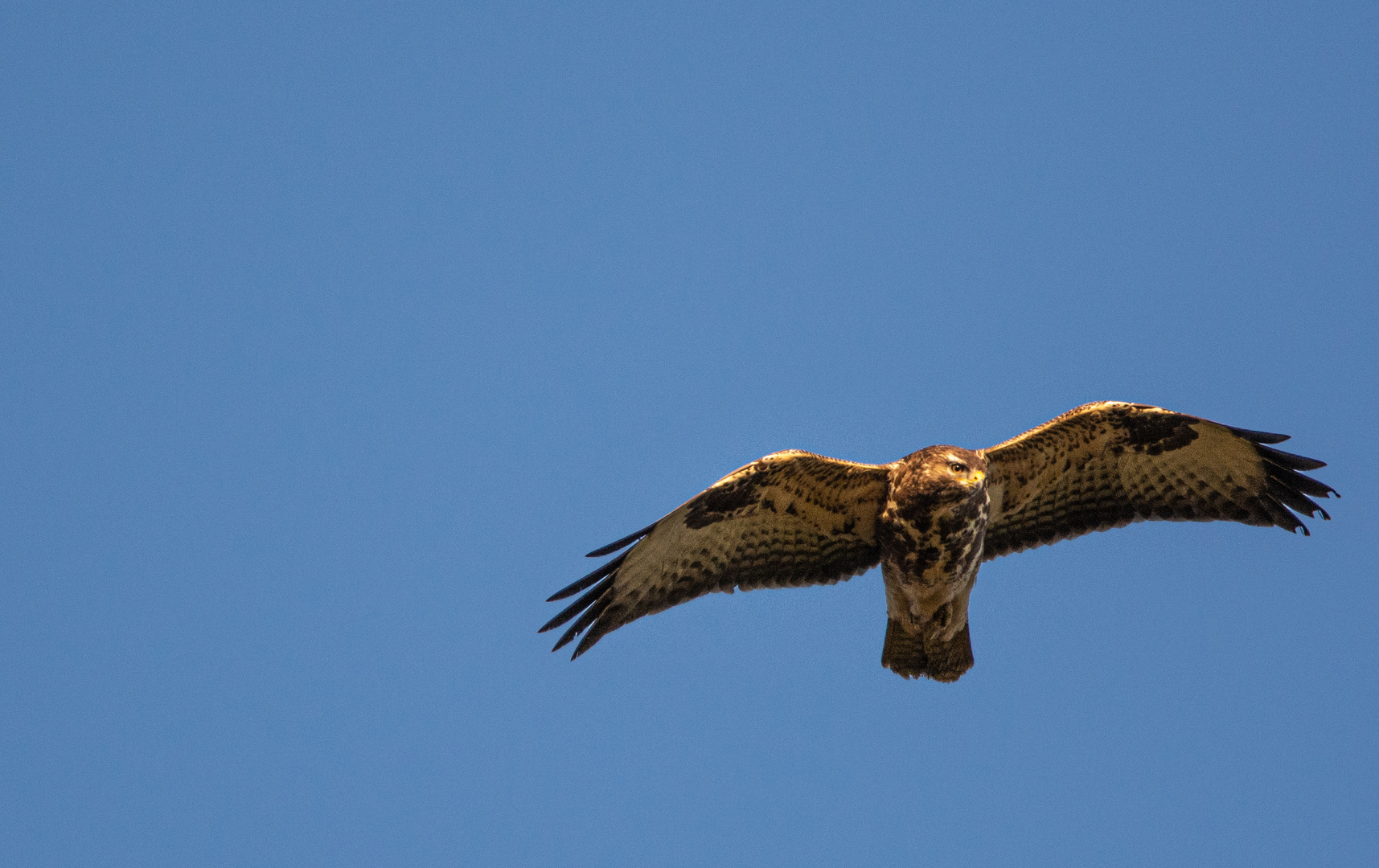 Mäusebussard