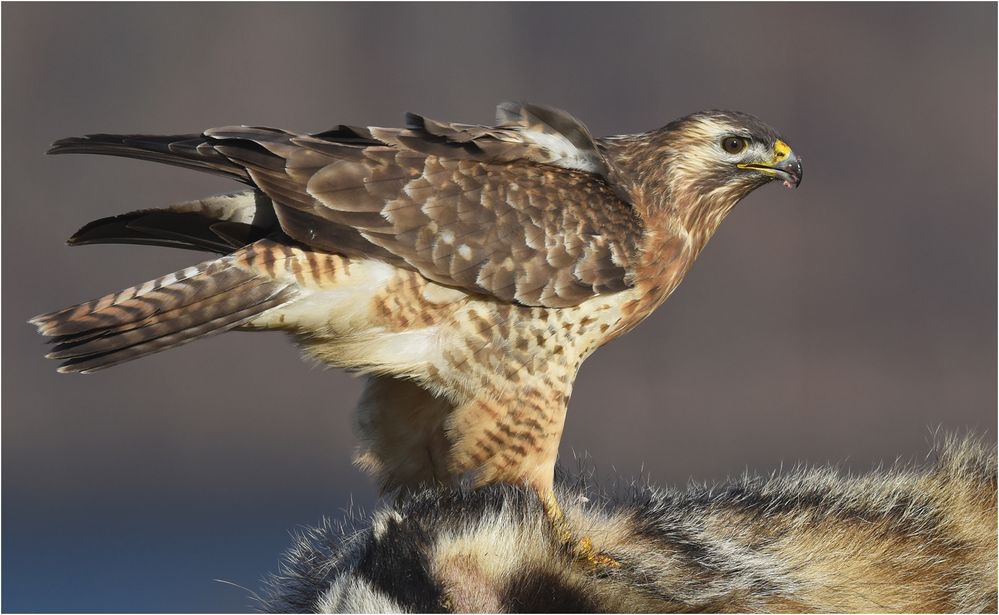 Mäusebussard