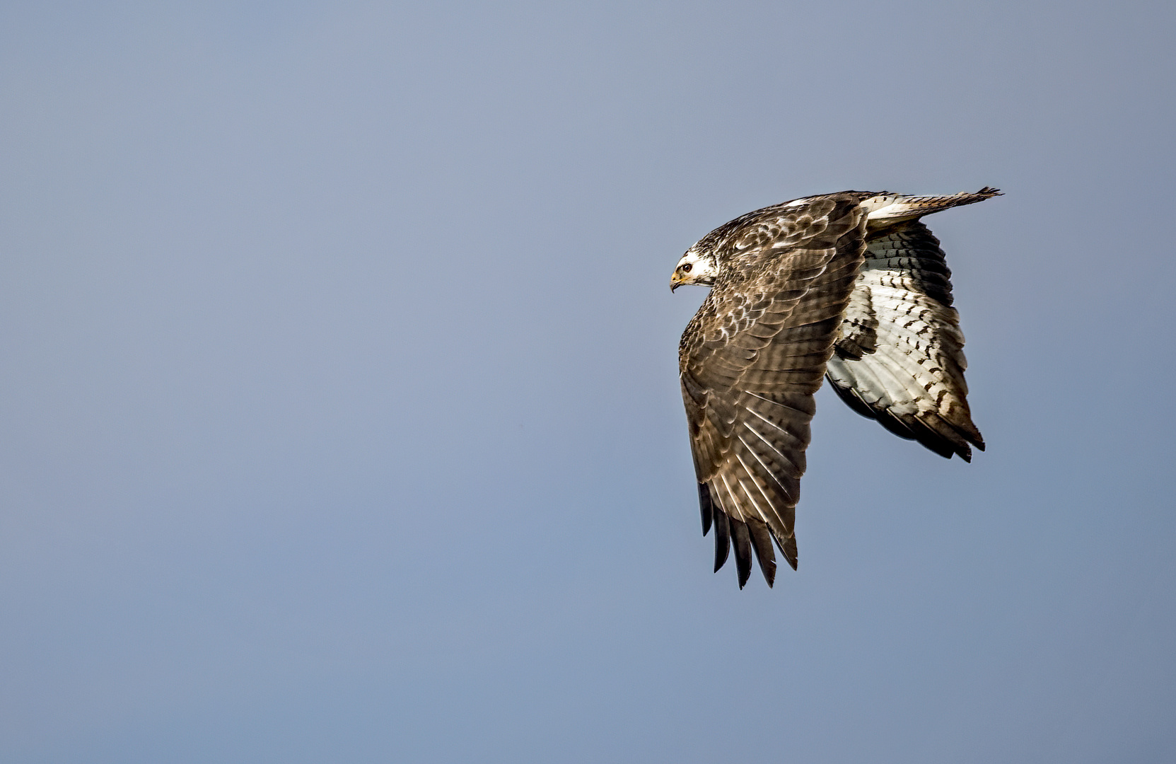 "MÄUSEBUSSARD"