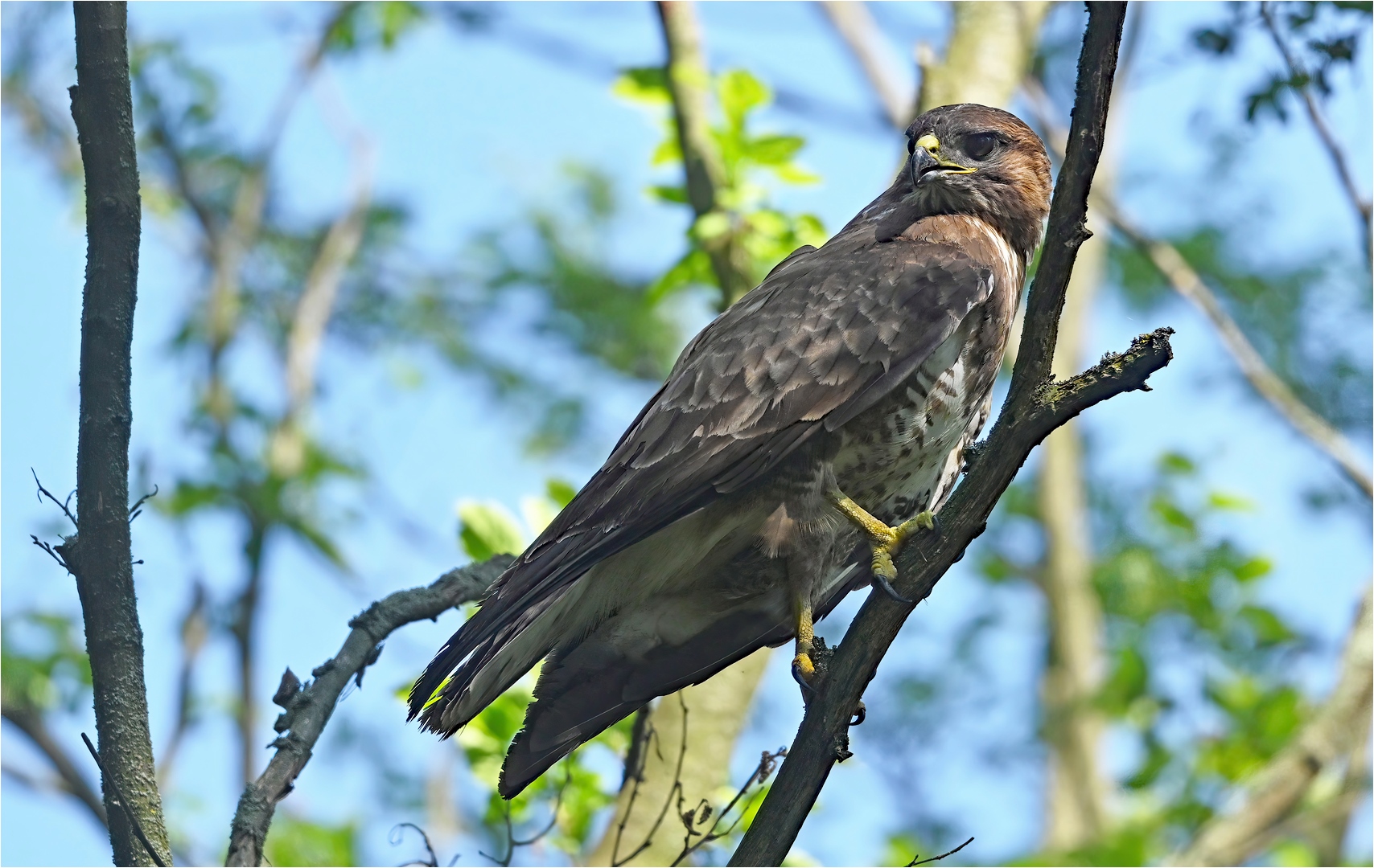 Mäusebussard