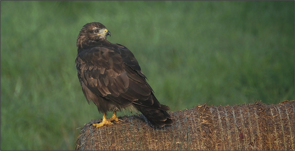 Mäusebussard