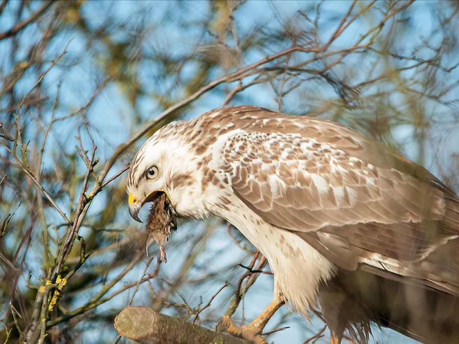 Mäusebussard