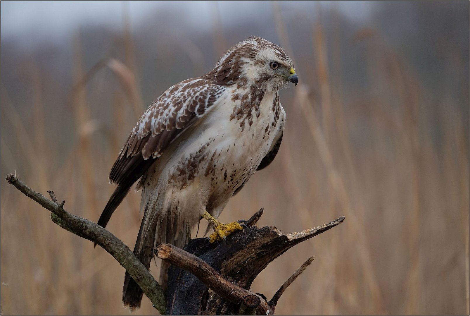 Mäusebussard